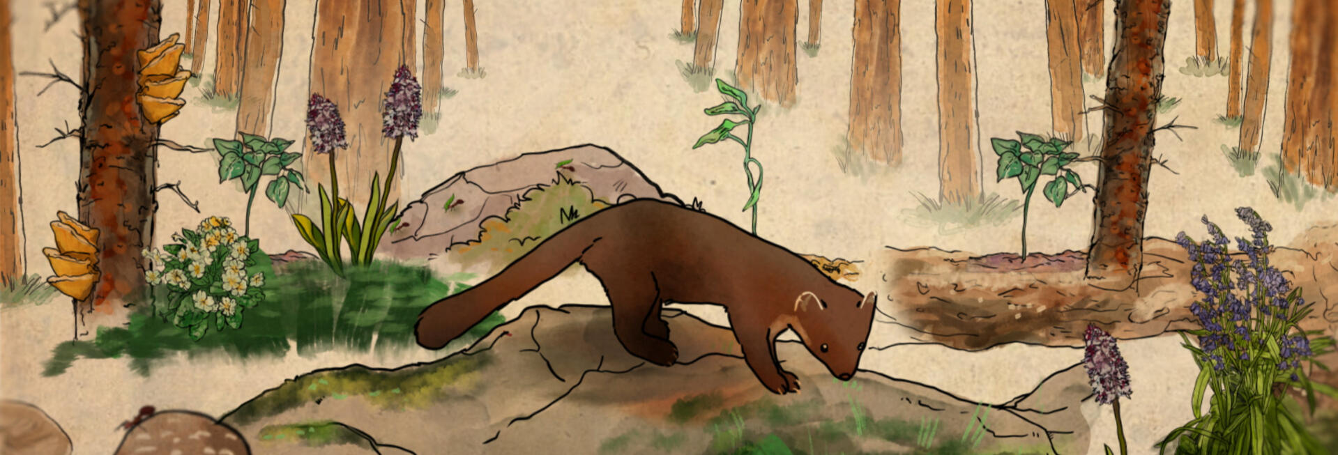 Native Social - Pine Martin illustration in a uk native forest. Native Social - Pine Martin illustration in a uk native forest.